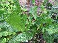 Horseradish / Armoracia rusticana  